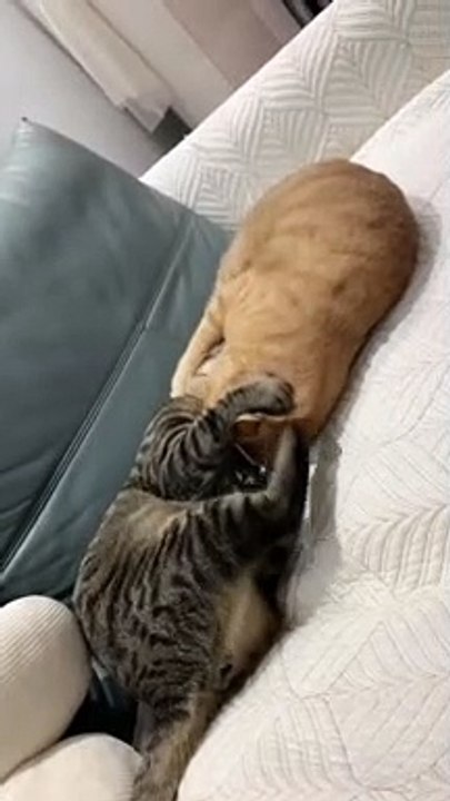 Wait what is this  #catloversclub #cat #cats #catofinstagram #catoftheday #catlover #catsagram #catlovers #cat_features #catlady #catlife #catlove #catsgram  #cutecat #cutecats #cutest #meow #kittycat #topcatphoto #kittylove #mycat #instacats #insta