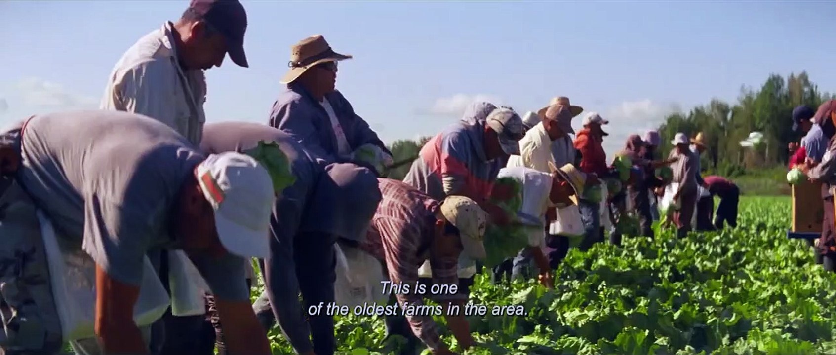 Les oiseaux ivres Bande-annonce (EN)