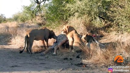 Lion Pulls Out Baby Giraffe From Mother