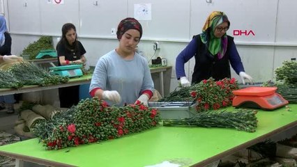 KRALİÇE İÇİN İNGİLTERE'YE 1,3 MİLYON DAL ÇİÇEK GİTTİ, 700 BİN DAHA HAZIRLANIYOR