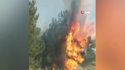 Son dakika haberi... Ormanlık alanda çıkan örtü altı yangını korkuttu