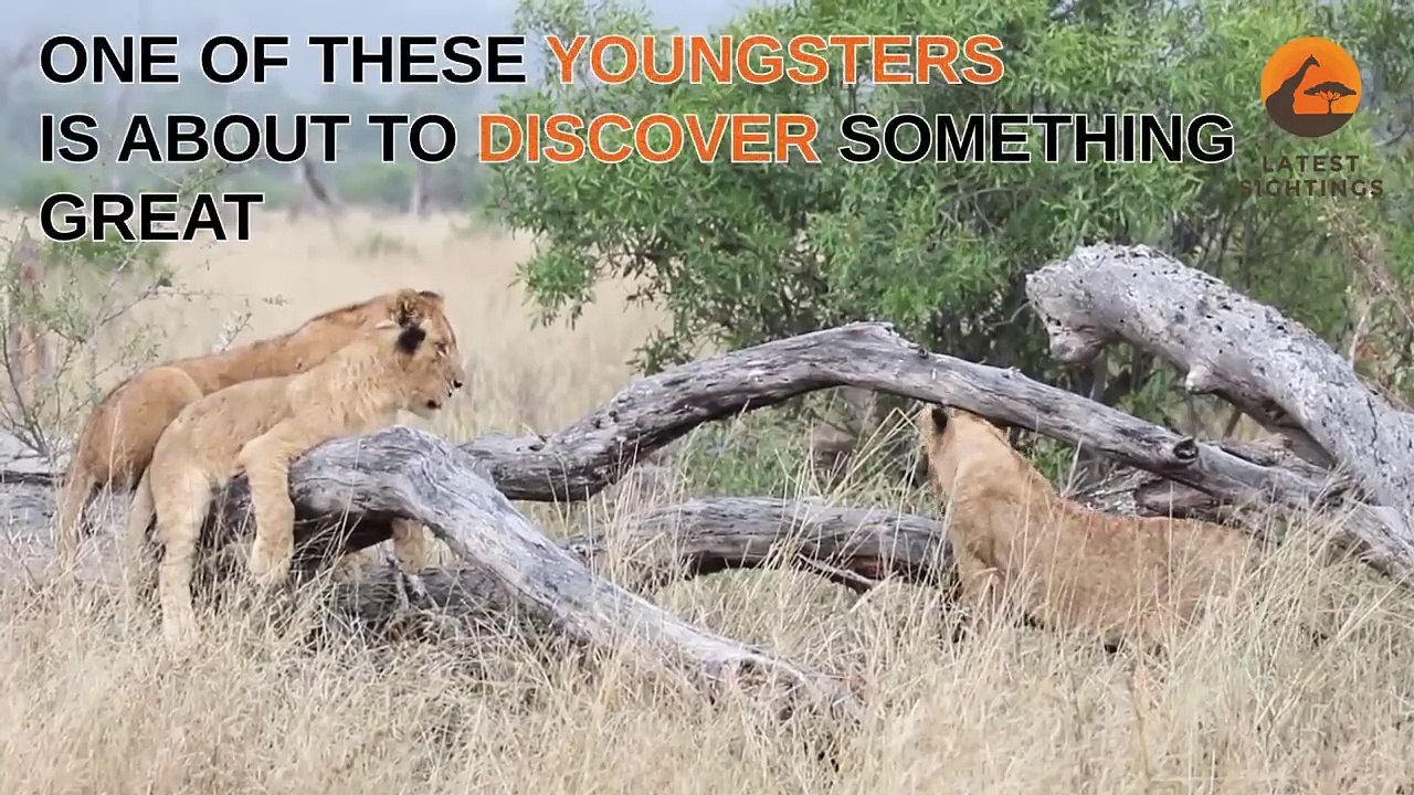 Lion Cubs Discover the See-Saw