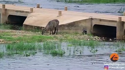 Baby Buck Swept Away in River as Mother Barely Notices