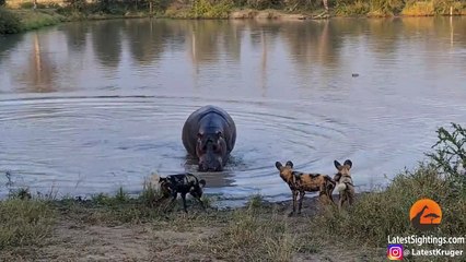 Battle between Wild Dogs, Hyenas, Hippos & 2 Impalas