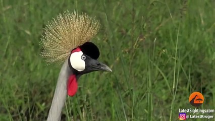 Brave Bird Chases Elephants from Nest