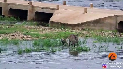 Baby Buck Swept Away in River as Mother Barely Notices
