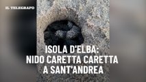 Isola d'Elba: nido Caretta Caretta a Sant'Andrea