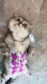 What's see doing  #cat #cats #catphoto #catstagram #catlover #catselfie #catsoftheday #catsofinstagram #catstocker #catlovers #catmemes #cats_of_instagram #catsofworld #catloversclub #catvideo #cutecat #cutecats #kitten #kittensoftheworld #kittenlov