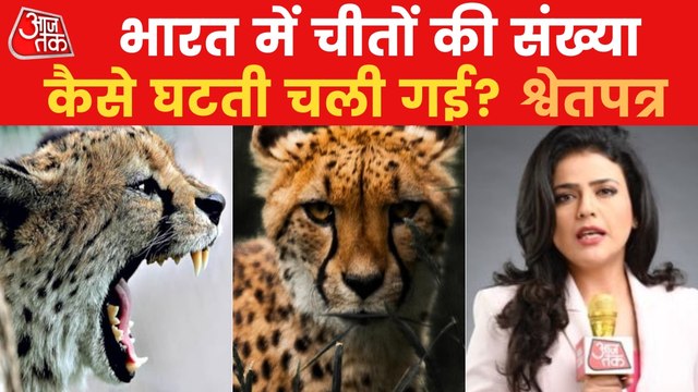 Shwetpatra: What threatens cheetahs after humans?