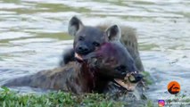 Hyena Tries Drowning Rival