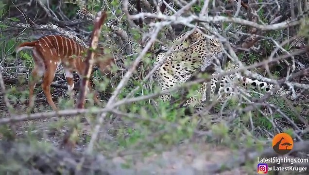 Baby Buck Headbutts Leopard Persistently To Try Escape