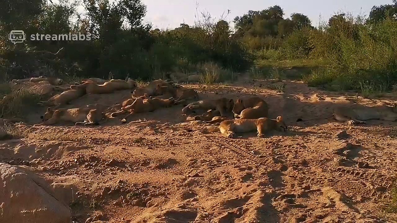 20 LIONS - LIVE!