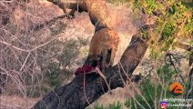 Why Hyenas Shouldn't Climb Trees