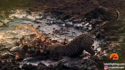 Fish in Small Puddle Doomed by Hungry Leopard