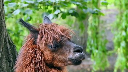 FUN FACTS ABOUT ALPACA