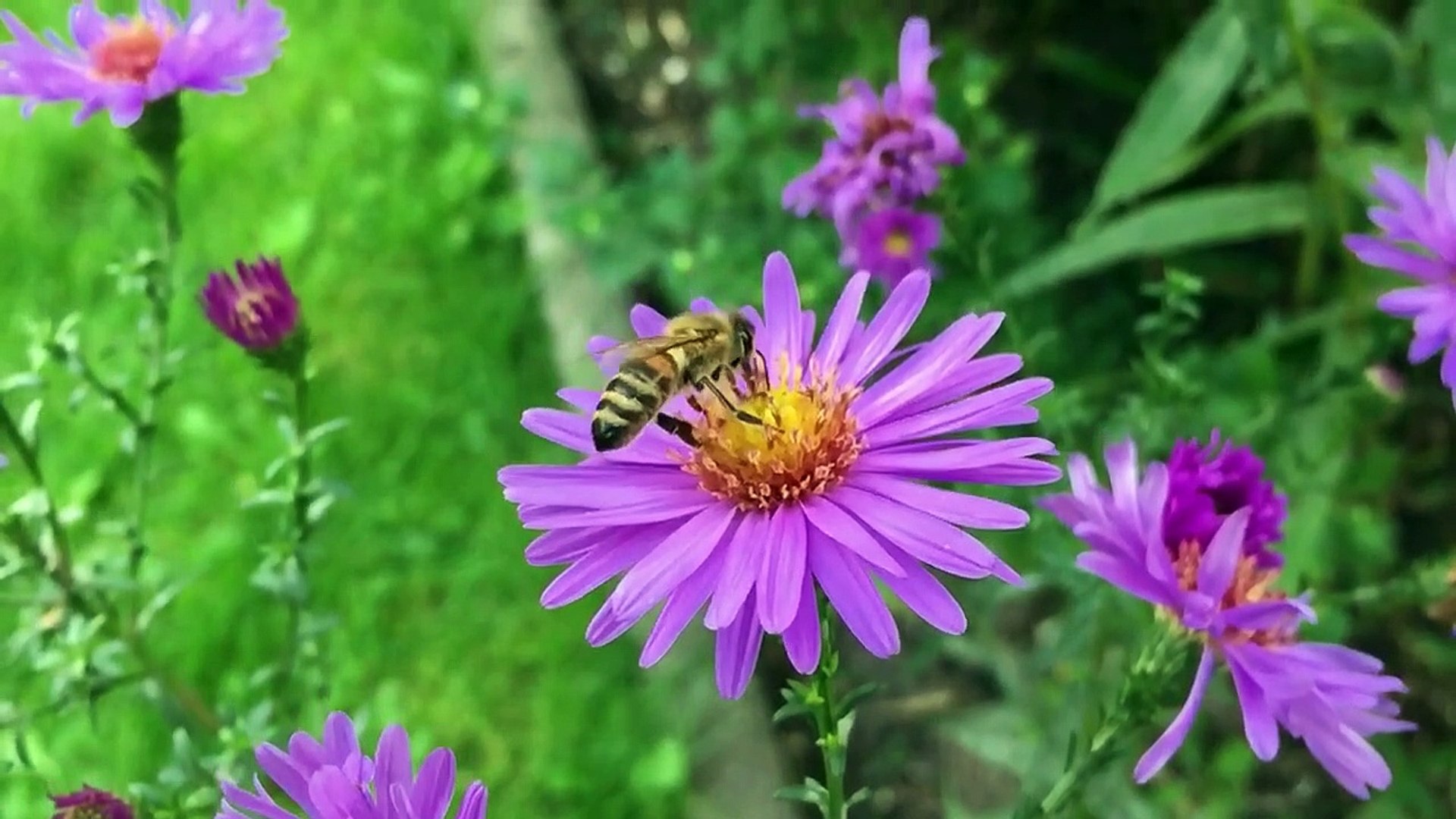 Peaceful Music for Stress Relief - Dramatic music - Meditation music - RelxRana Music - 2022