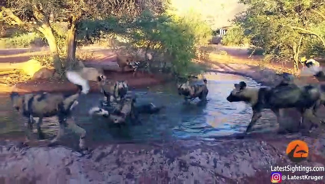Wild Dogs Disturb a Warthog's Bath