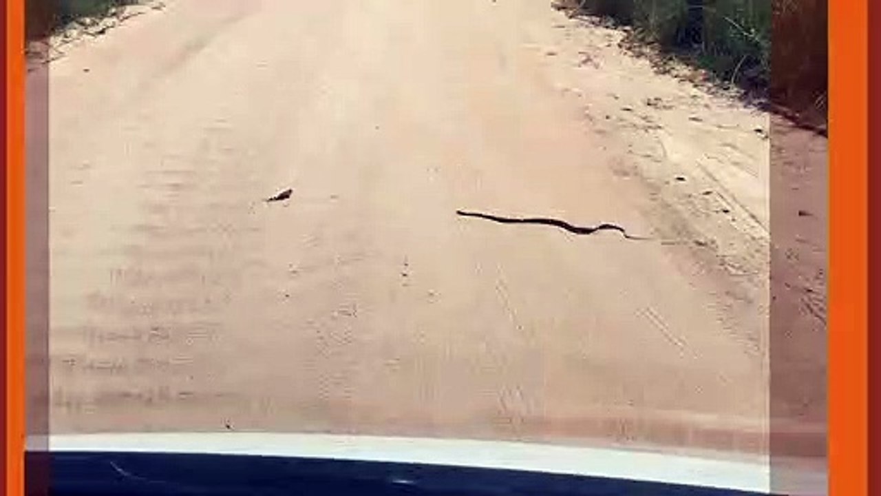 Snake Finds a Chameleon on Road!