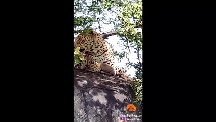 Leopard Lies With Lamb Before Eating it