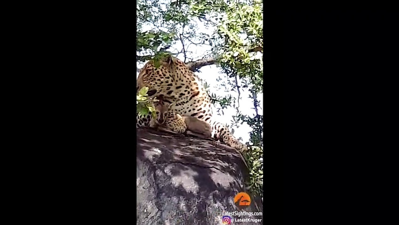 Leopard Lies With Lamb Before Eating it