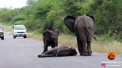 Elephants Rescuing   Protecting Calves - Compilation (Ep 1)