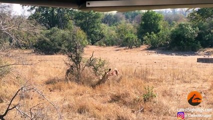 Leopard Surprises Impala With a Quick Kill!