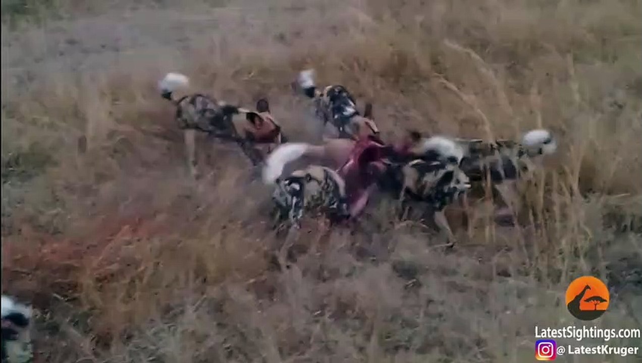 Leopard Takes on 9 Wild Dogs