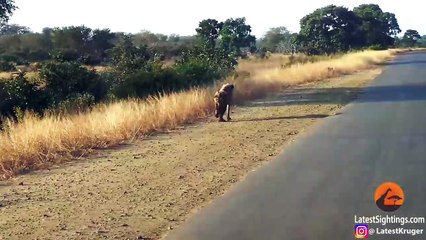 Three-Legged Hyena Falls Right Into Lion's Trap