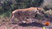 Lioness Rescues Her 6 Cubs After an Elephant Chase
