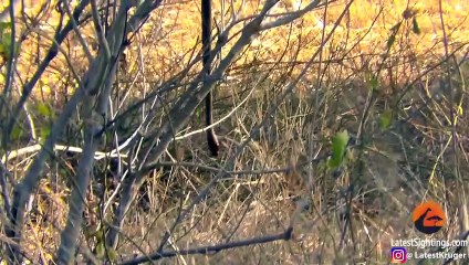 Mongoose Uses Snake as a Swing