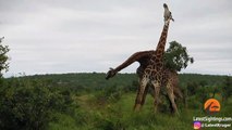 Giraffes Fighting