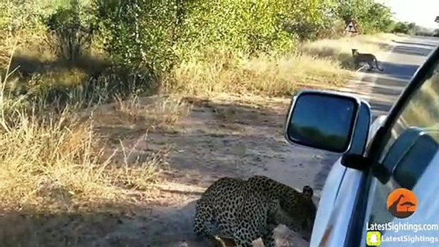 Leopard Bites & Punctures a Nissan's Tire