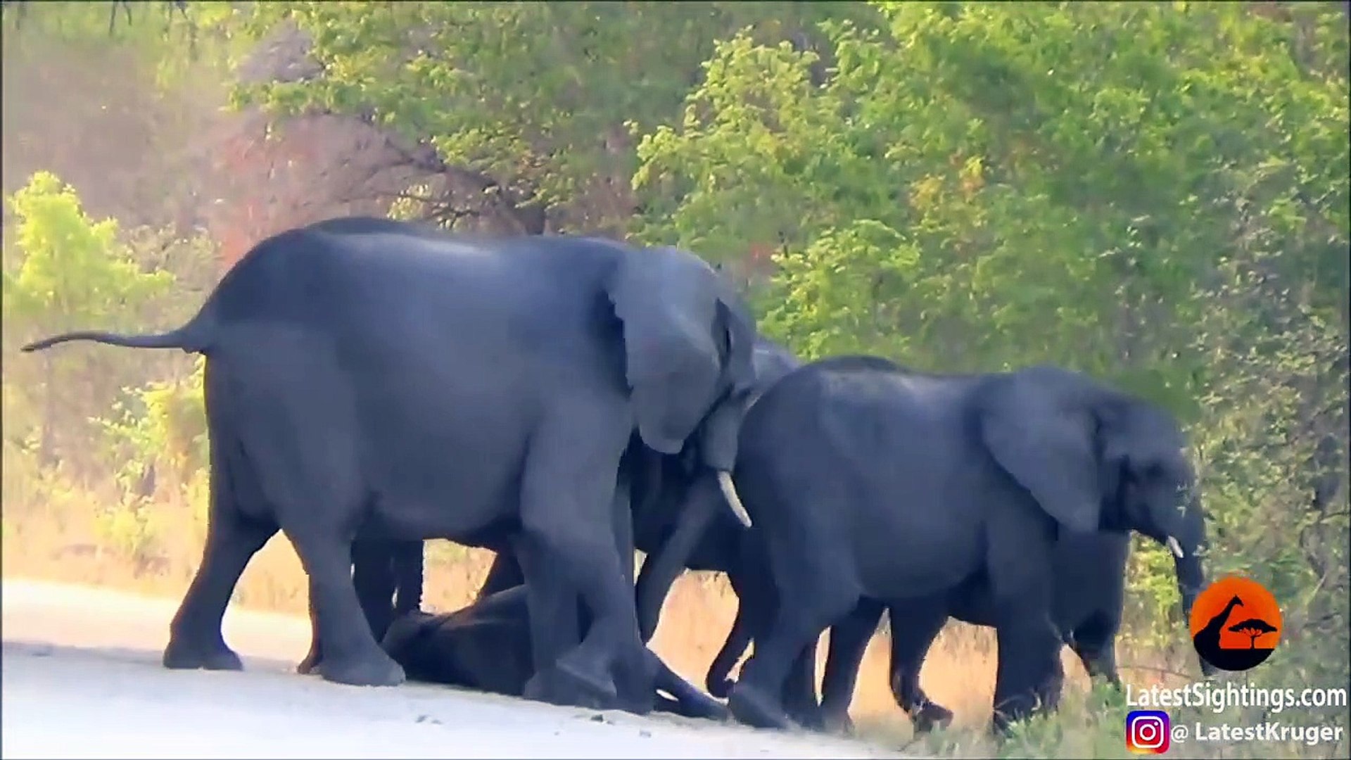 ⁣Elephants Try Help Dying Calf