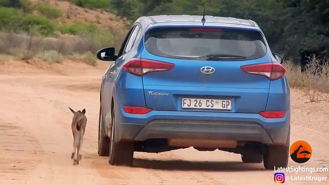 Wildebeest Calf Thinks this Car is Its Mother (Cute Ending)