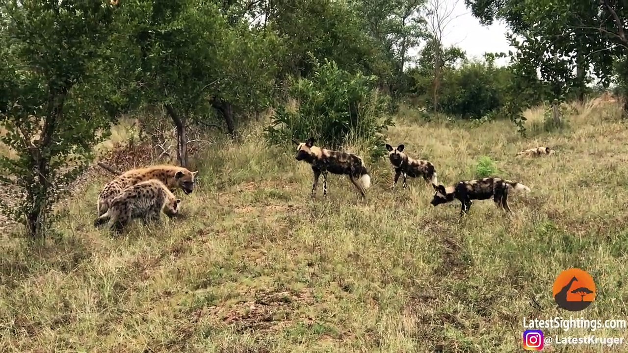 Wild Dog & Hyena Punching Match