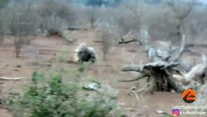 Leopard Learns Lesson From 2 Porcupines