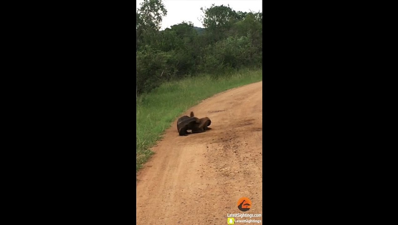 3 Honey Badgers Fighting in the Road video Dailymotion