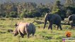 Elephant Shows Rhino Who's Boss!
