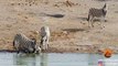 Zebra Tries to Kill Foal While Mother Fights Back