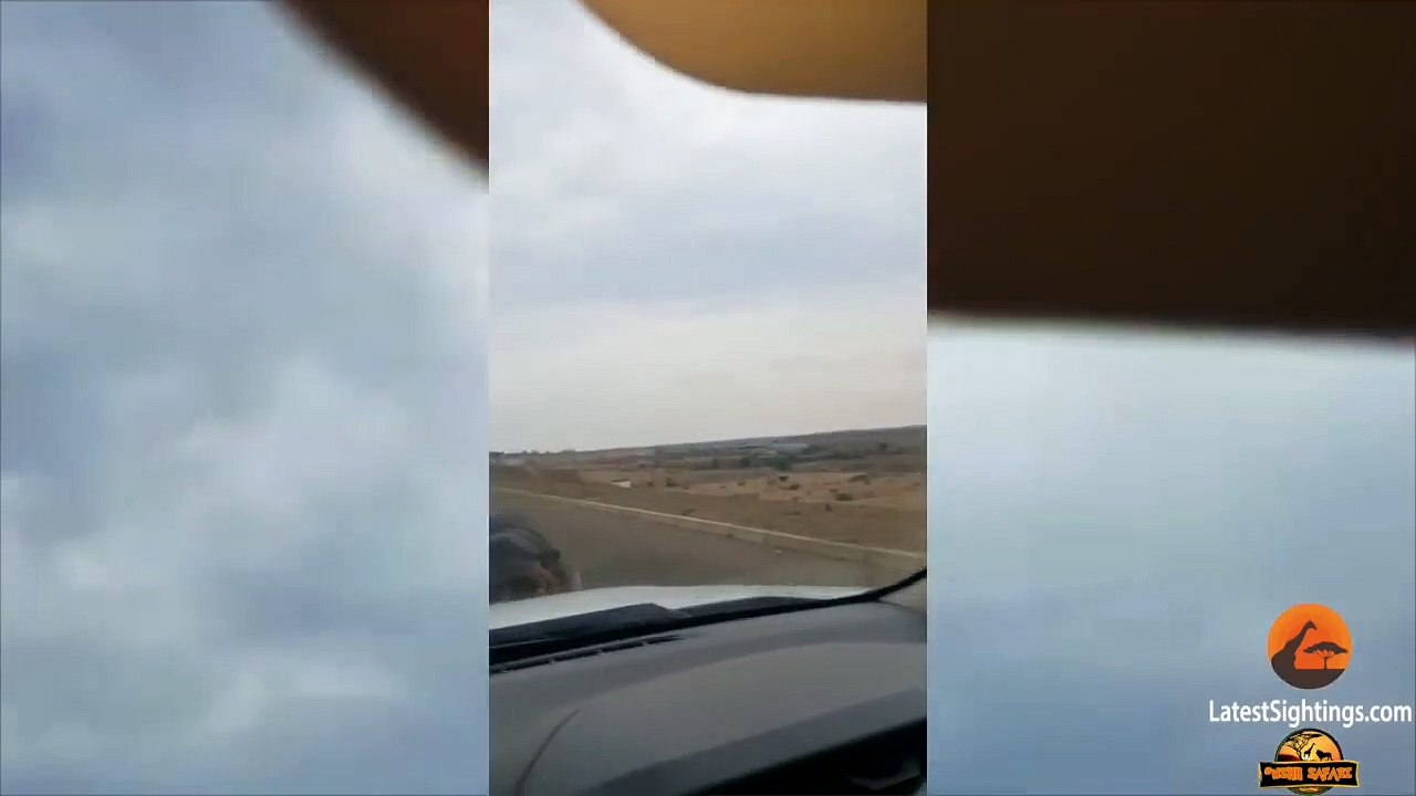 HIPPO ATTACKS & HITS CAR