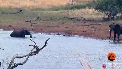 Jackal Kills Stork in an Epic Battle