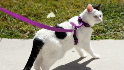 Is it OK to walk my cat on a leash? Here is what the experts say