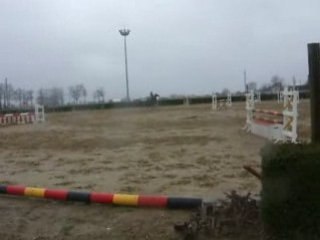 1 er entrainement jeune chevaux