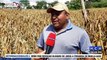 Productores de maíz reportan grandes pérdidas en Catacamas, Olancho