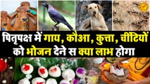 पितृपक्ष में गाय, कौआ, कुत्ता, चींटियों को भोजन देने से क्या लाभ होगा  Pitru Paksha 2022