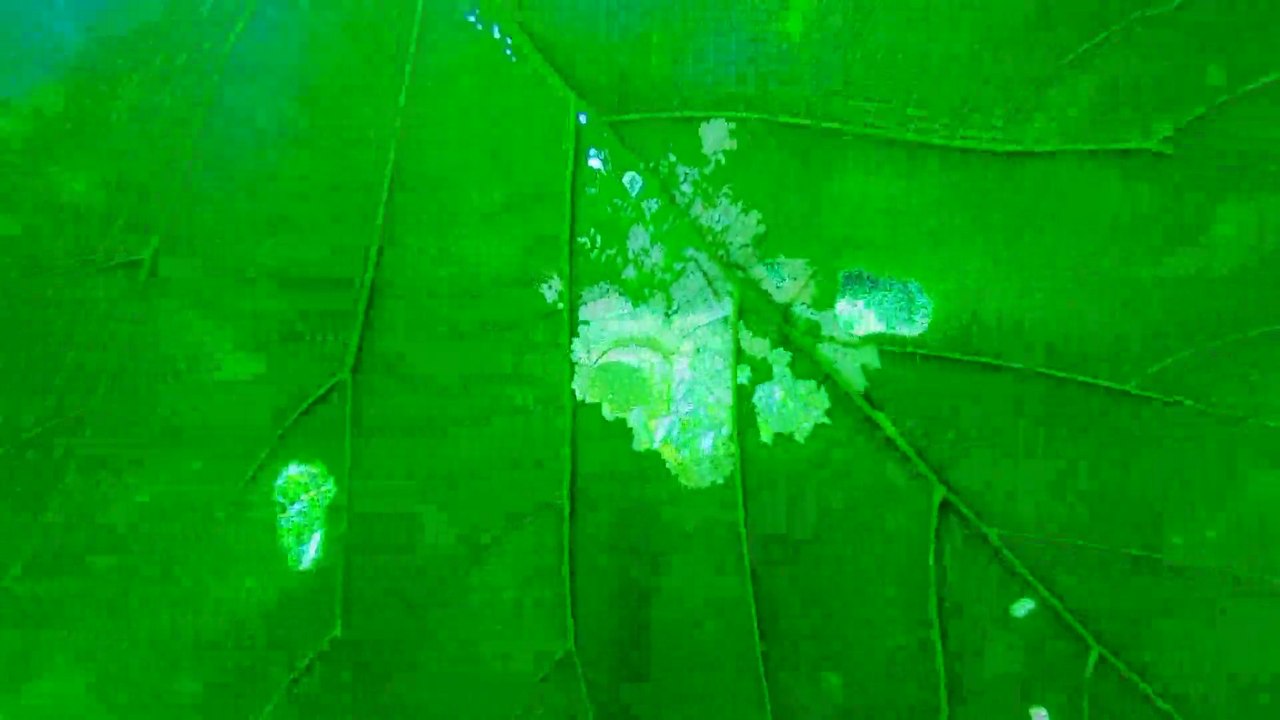 Natures vlog • beautiful natures,❤️