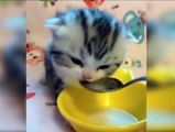 kid's masti- funny videos#14||cats and dogs masti karte hua funny videosy