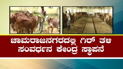 Gir Cow Breeding Centre Established In Chamarajanagar | Public TV