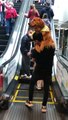 Golden Retriever Gets Carried Up Escalator