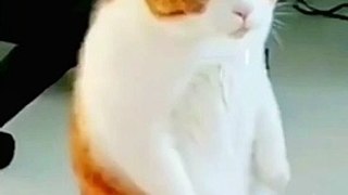 funny animal videos you haven't seen in life try not to laugh↩️➡️#shorts #animals #dog #cat